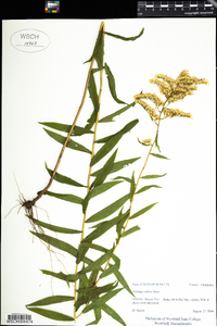 Solidago odora image