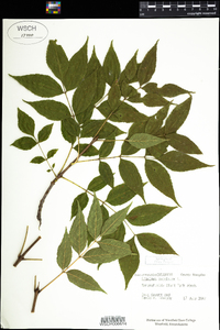 Fraxinus excelsior image