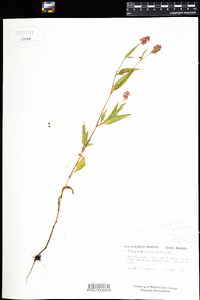 Polygonum pensylvanicum image