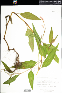 Polygonum pensylvanicum image