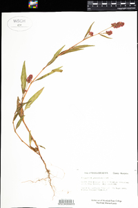 Polygonum pensylvanicum image