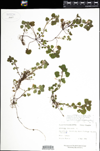 Glechoma hederacea image