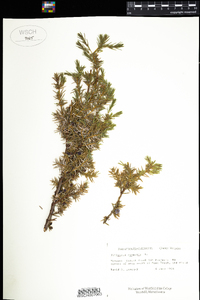 Juniperus communis image