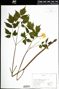 Actaea pachypoda image