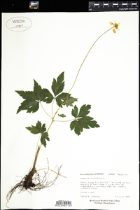 Anemone virginiana image