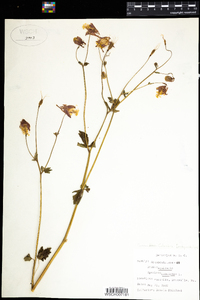 Aquilegia canadensis image