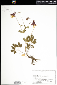 Aquilegia canadensis image