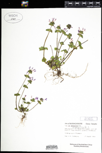 Lamium amplexicaule image