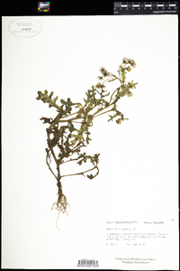 Senecio vulgaris image