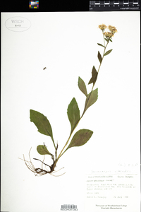 Sericocarpus asteroides image