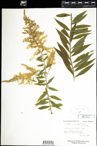 Solidago altissima image