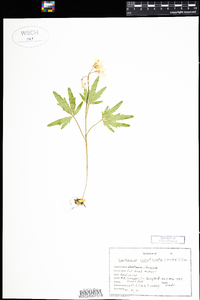 Cardamine concatenata image