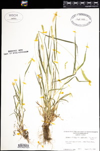 Setaria viridis image