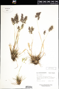 Poa bulbosa image