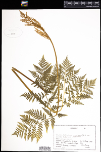 Botrychium virginianum image