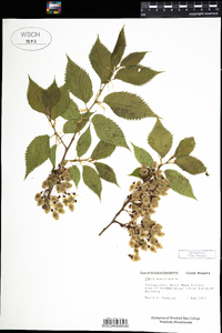 Ulmus americana image