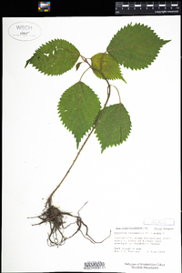 Laportea canadensis image