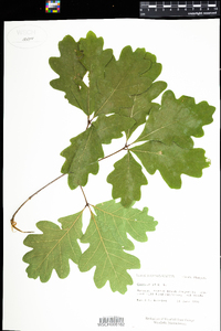 Quercus alba image