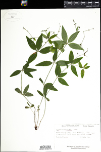 Galium lanceolatum image