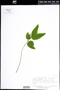 Lonicera canadensis image