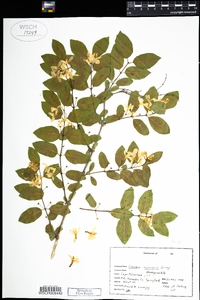 Lonicera morrowii image