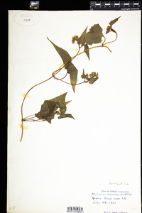 Mikania scandens image