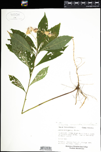 Oclemena acuminata image