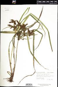 Cyperus erythrorhizos image