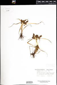 Cyperus erythrorhizos image