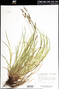 Carex communis image