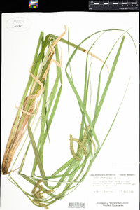 Carex pseudocyperus image