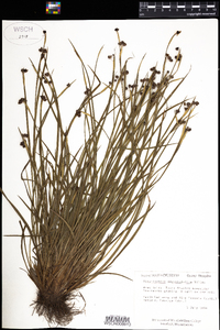 Sisyrinchium angustifolium image