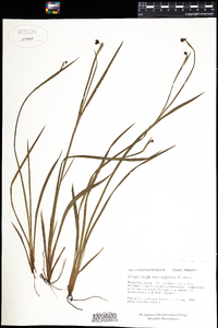 Sisyrinchium angustifolium image