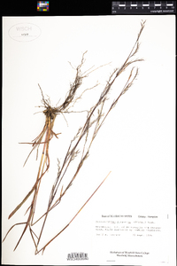 Schizachyrium scoparium image