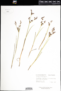 Juncus articulatus image