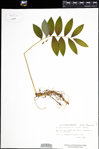 Polygonatum pubescens image