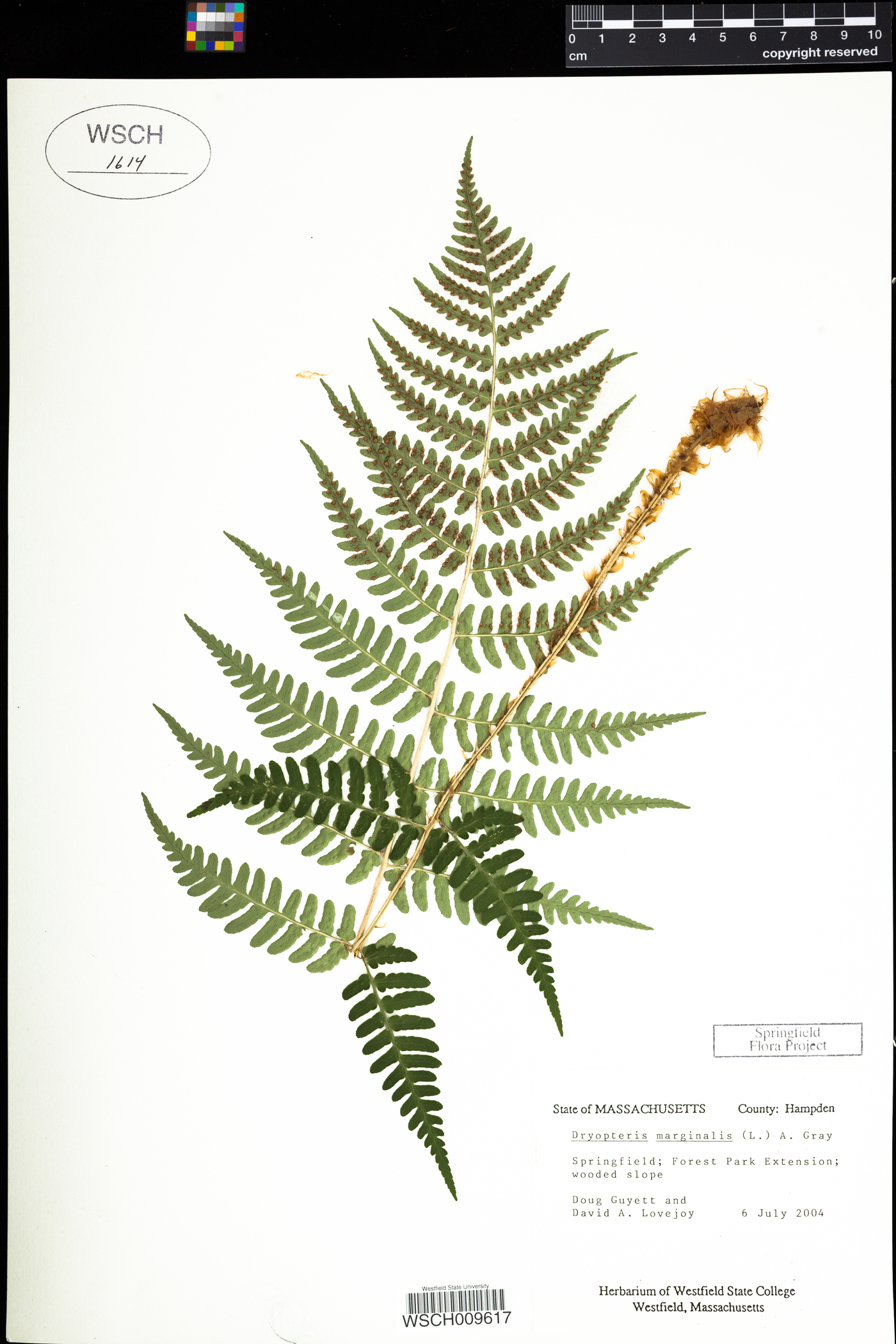 Dryopteris marginalis image