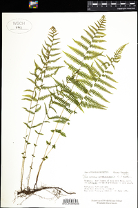 Parathelypteris noveboracensis image