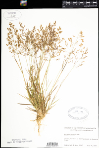 Agrostis capillaris image