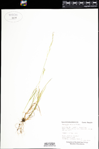 Agrostis scabra image