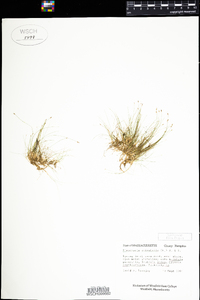 Eleocharis acicularis image