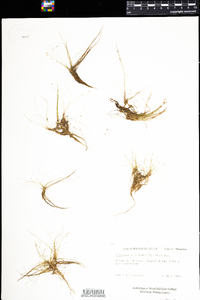 Eleocharis acicularis image