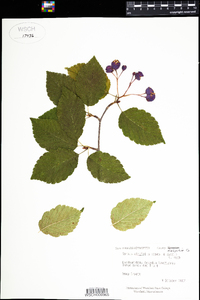 Sorbus alnifolia image