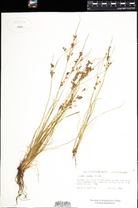 Juncus tenuis image