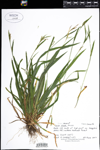 Carex laxiflora image