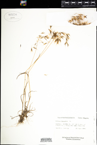 Bromus tectorum image