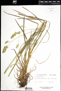 Dactylis glomerata image