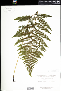 Athyrium filix-femina image