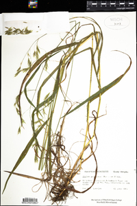 Bromus pubescens image