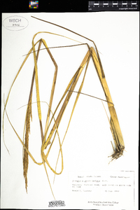 Ammophila breviligulata image